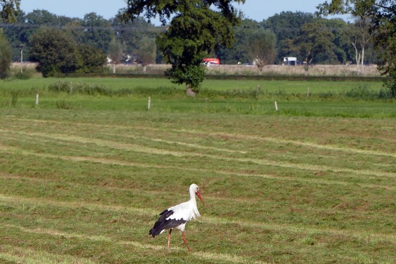 Stork