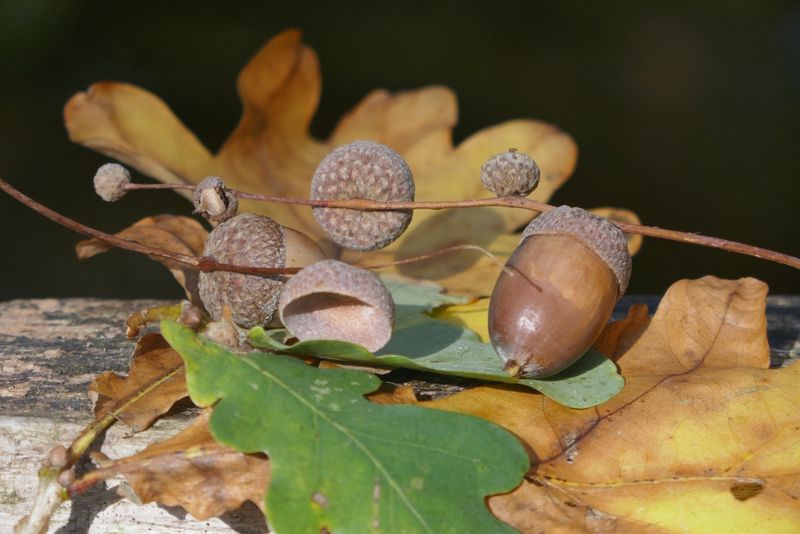 Acorns