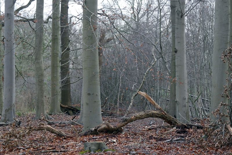 Beeches