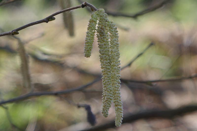 Male catkins