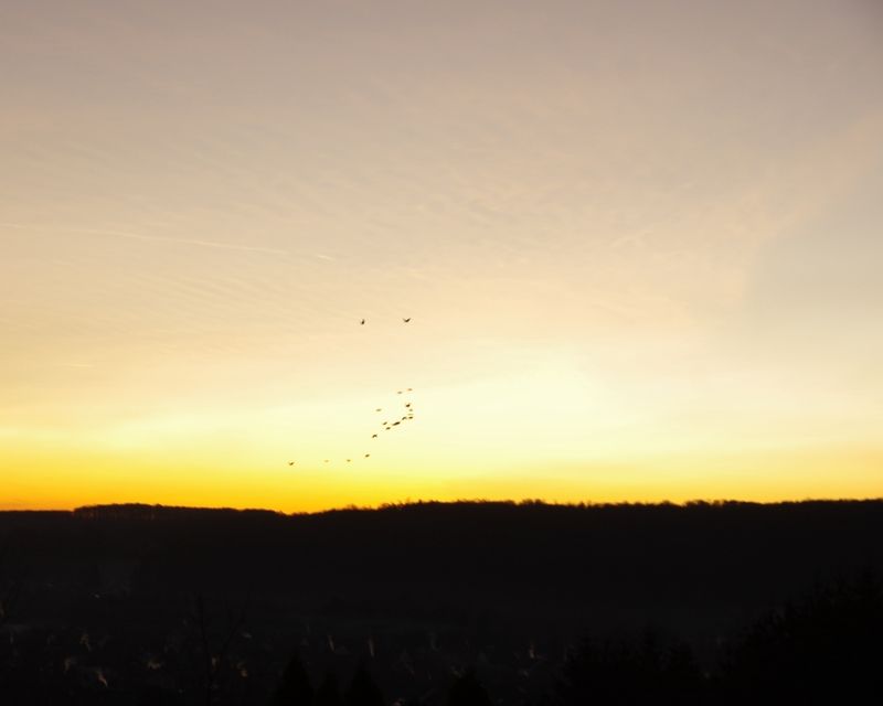 Flock 