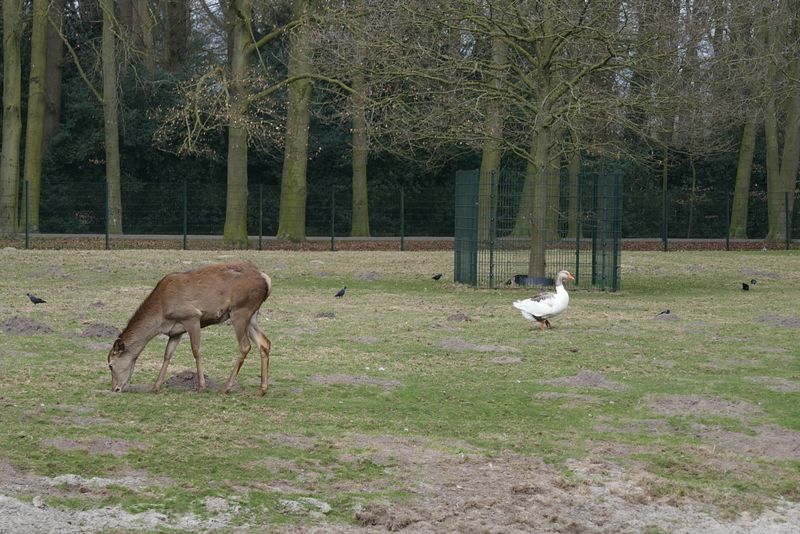 The deer and the goose