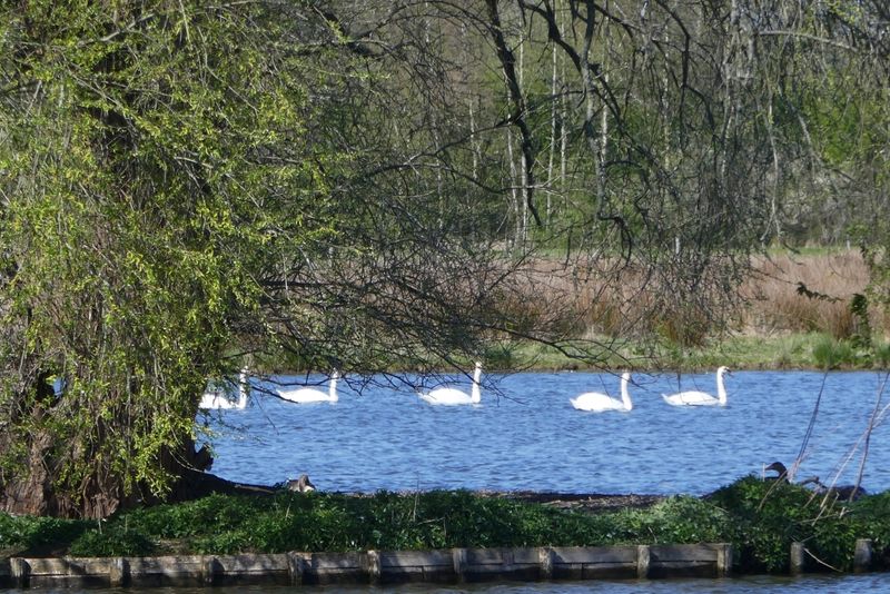 Swanlake