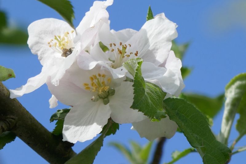Apple blossom