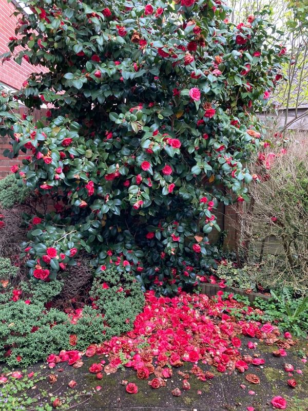 Camellia