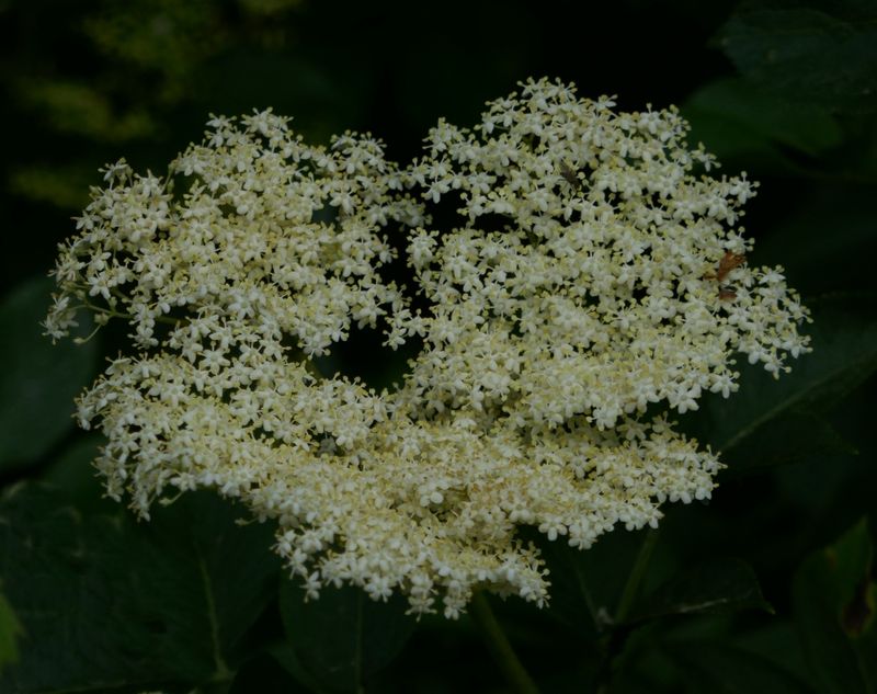 Elderflower