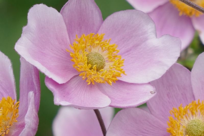 Autumn anemone
