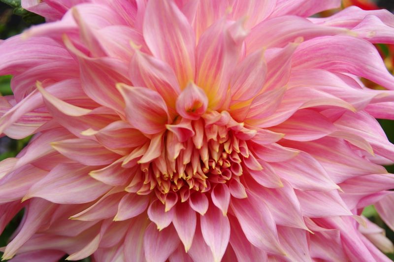 Dahlia