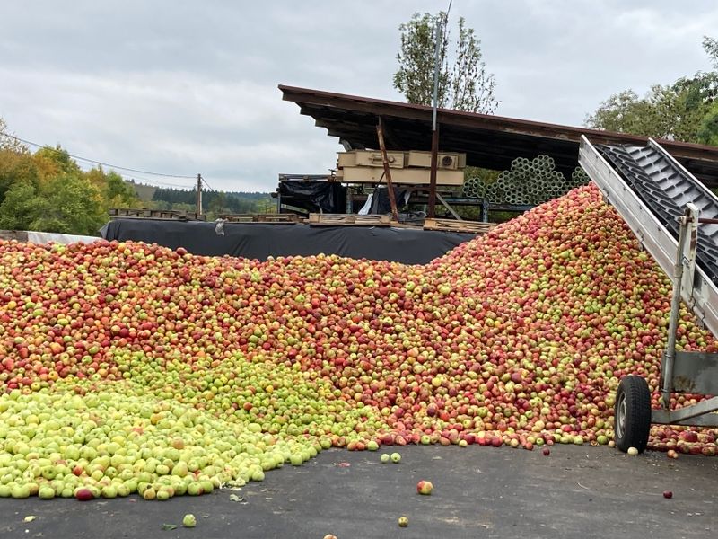 Windfall apples