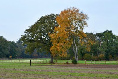An oak and a birch