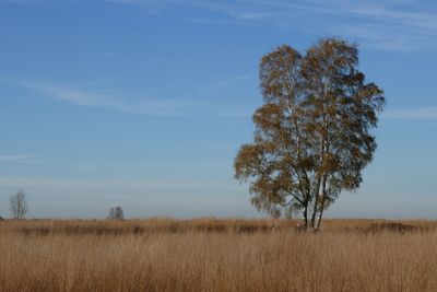 Moor landscape