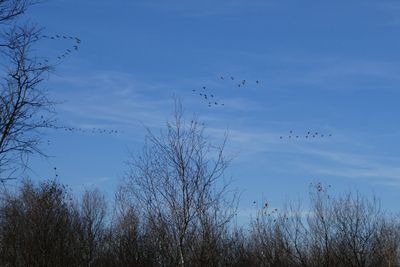 Fly away