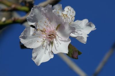 Almond blossom