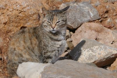Stray cats of Portugal
