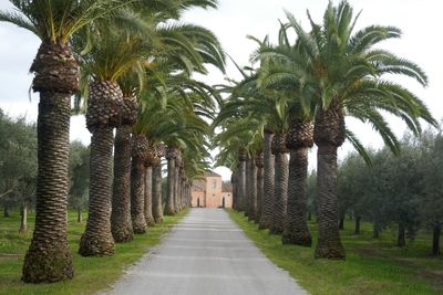 Palm tree lane