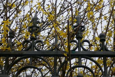 Forsythia