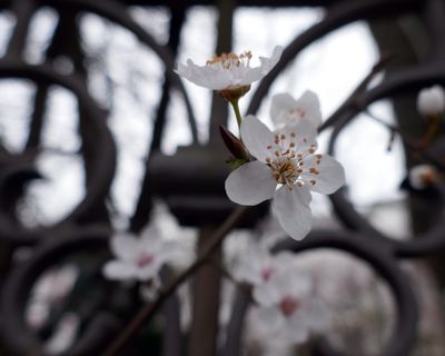 Prunus domesticus