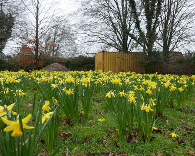 Daffodils