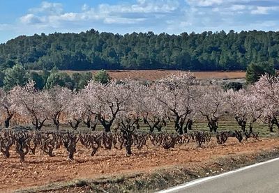 Almond trees