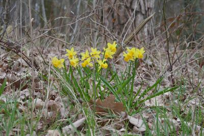 Forest flowers