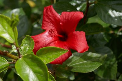 Hibiscus