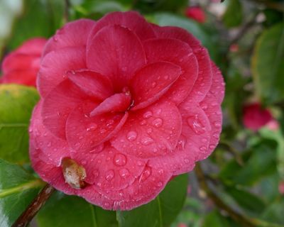 Camelia