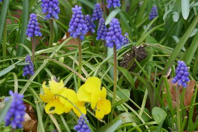 Grape hyacinths