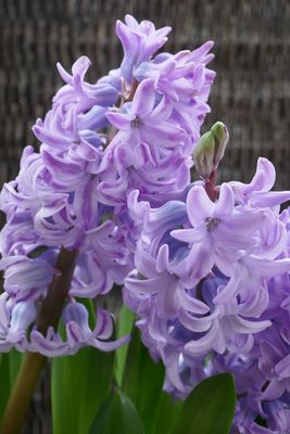 Hyacinths
