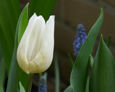 White tulip