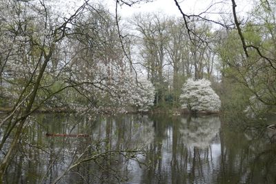 Blossoms