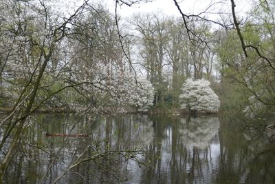 Blossoms