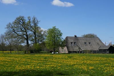 Dandelions