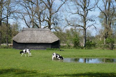 Heifers