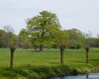 Oak tree