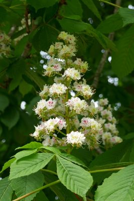 Chestnut blossoms