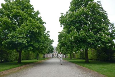 Chestnut lane