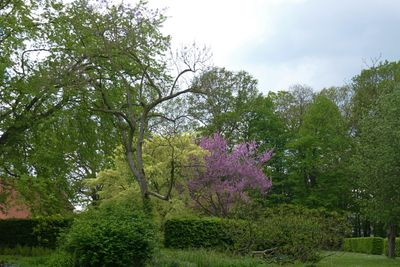 Blooming