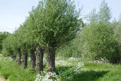 Pollard willows