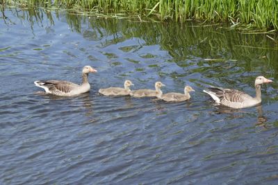 Geese family