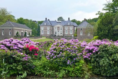 Rhododendrons