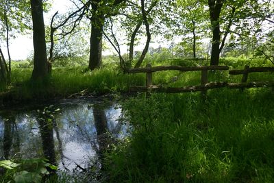 Swamp