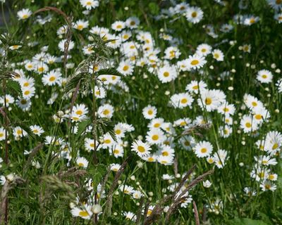 Daisies