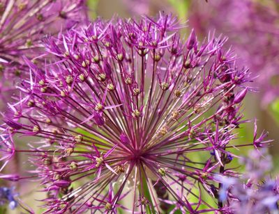 Allium
