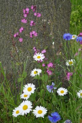 Wildflowers