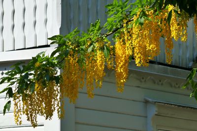 Golden rain flowers