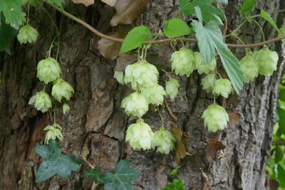 Hop bells