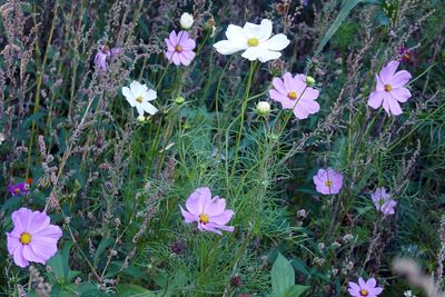 Cosmos