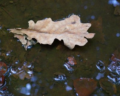 Oak leaf