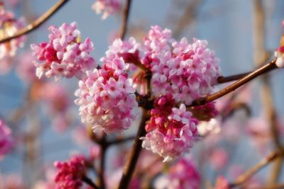 Bloom