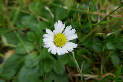 Little daisy